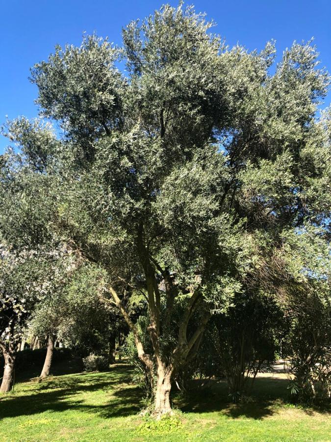 Le Nid Des Corbieres Bed & Breakfast Bizanet Екстериор снимка